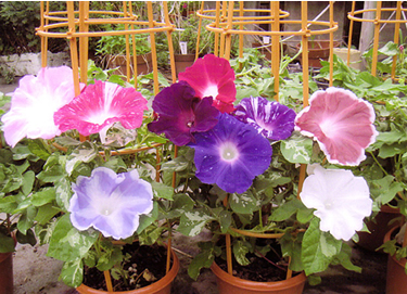 夏の風物詩 入谷の朝顔祭りと浅草ほおずき市』浅草 東京 の旅行記・ブログ by マダムKさん フォートラベル