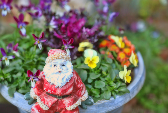 クリスマスの寄せ植え シクラメンの寄せ植え クリスマスお花のガーデン 日記