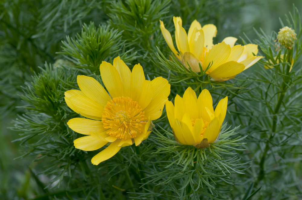 サフランの花言葉とは？花言葉の由来から贈られるシーンまで紹介！ – 東京寿園