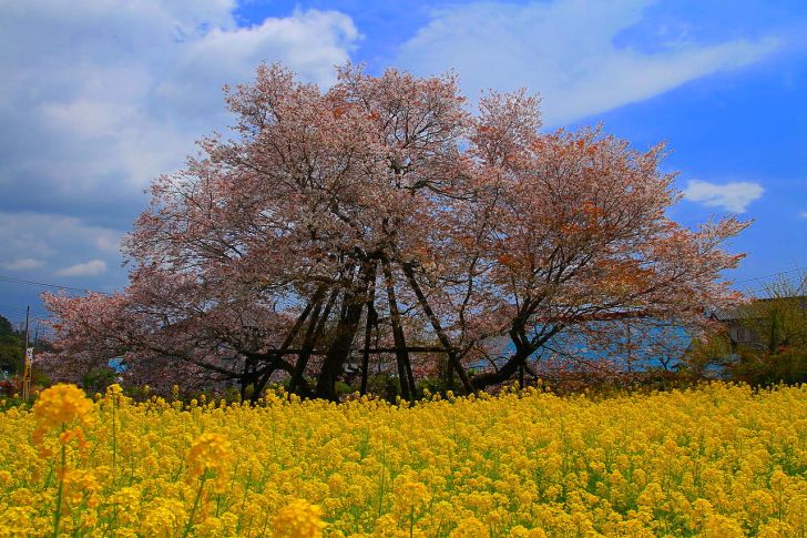 狩宿さくらまつり 2025年日本五大桜の一つを満喫！ 「狩宿さくらまつり」開催情報静岡県富士宮市いこーよとりっぷ