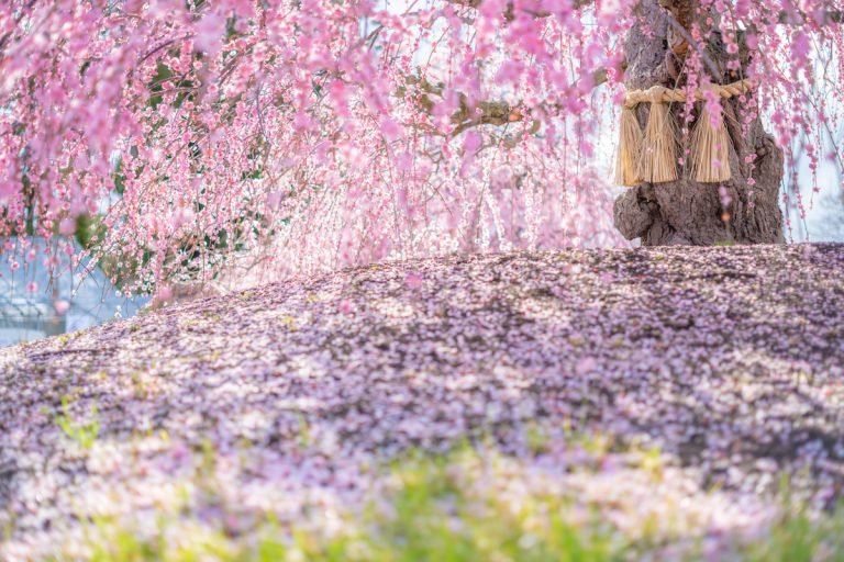 30種類以上200本が並ぶ 15日から、鈴鹿の森庭園でしだれ梅まつり：中日新聞Web