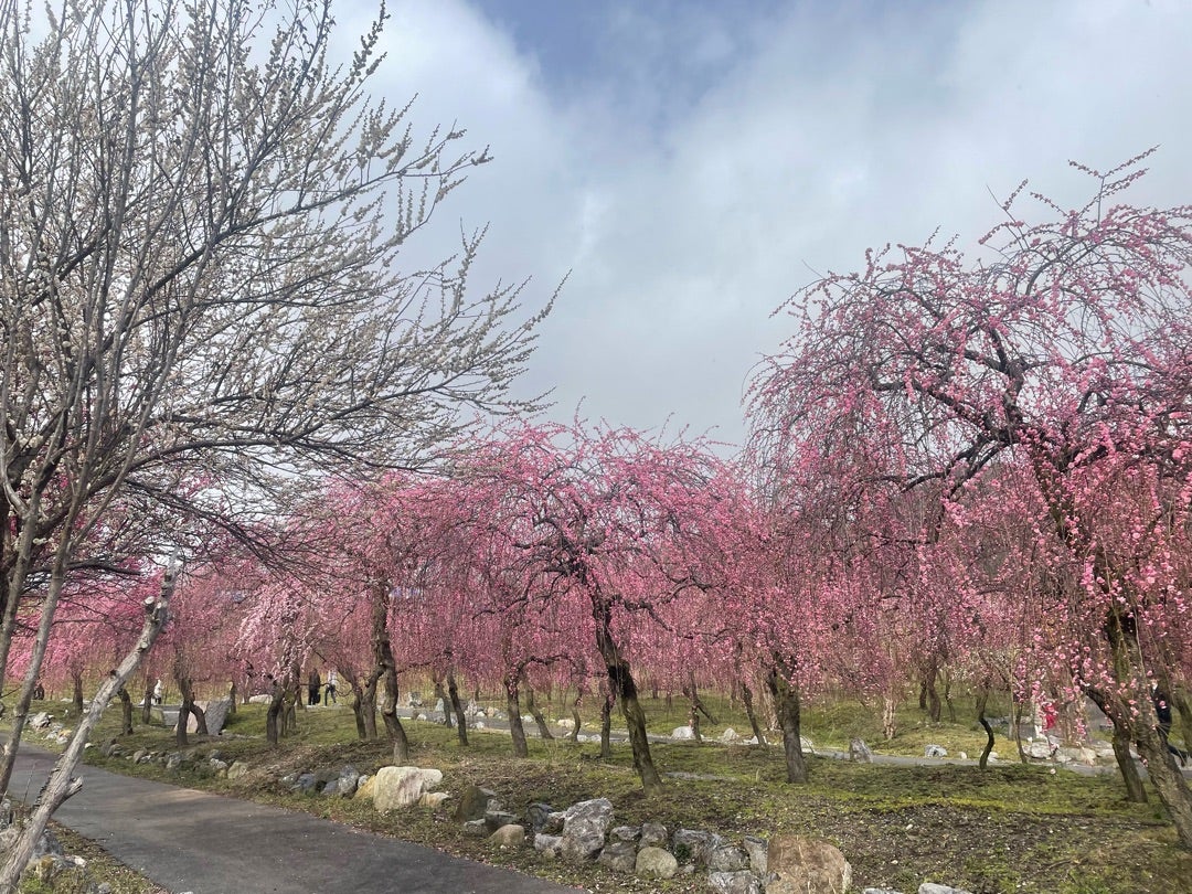 杉田梅まつり2025 磯子区・イベントまいぷれ横浜市磯子区 イソカナ編集部のニュースまいぷれ 横浜市磯子区・金沢区