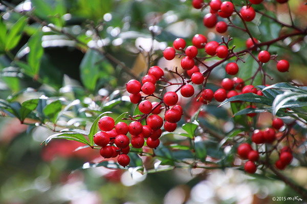 正月素 南天の赤い実 写真素材1697238- フォトライブラリー photolibrary