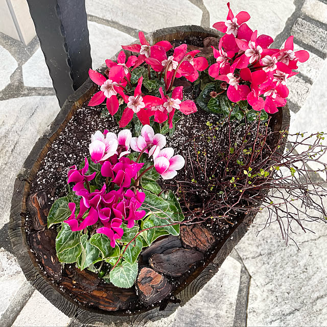 クリスマスの寄せ植え - うっＴと植物たち