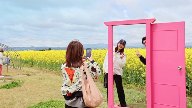 滝川菜の花まつり 見頃 開花状況 2025 アクセス・駐車場 江部乙町