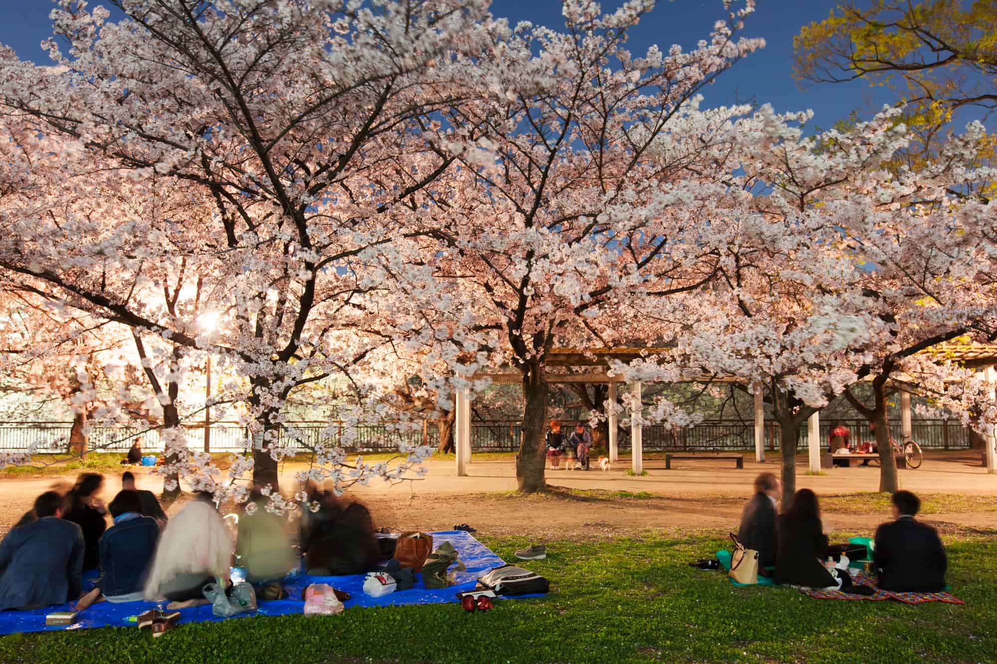 大阪 花見スポット 2025TikTok