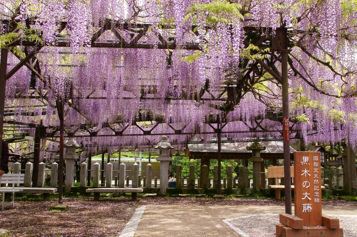 舞鶴公園 藤まつり福岡市中央区子供とお出かけ情報「いこーよ」