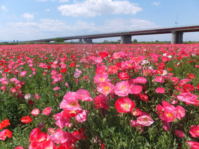 埼玉 夕日に照らされた深紅のポピー こうのす花まつり 2022 5: 何度でも訪れたい日本の風景