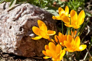 サフランの花言葉！ポジティブとネガティブ両方の意味が付いていた