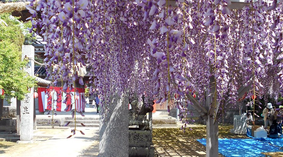 中山大藤まつり 見ごろ迎える - JA柳川