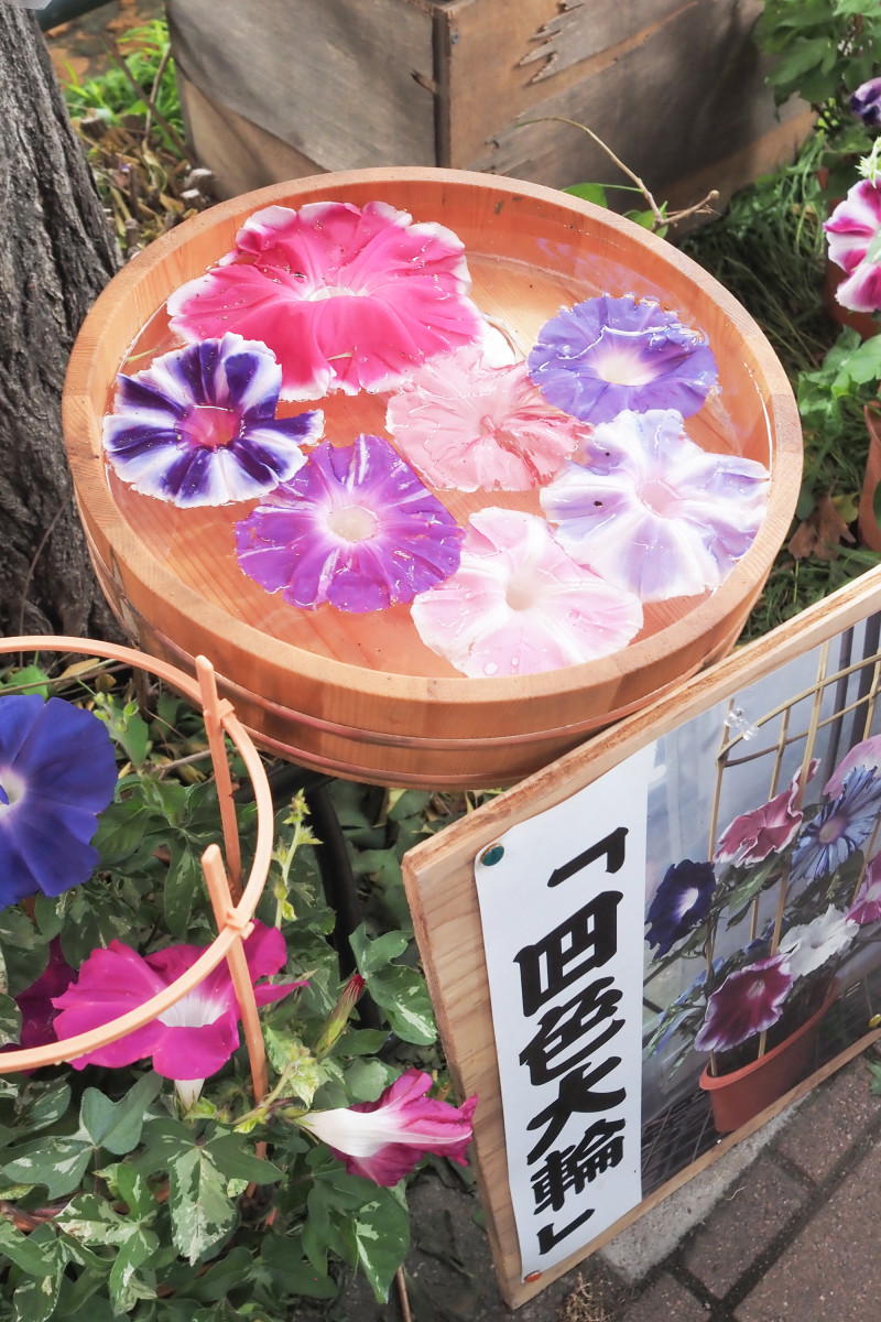 入谷朝顔まつり2025 令和7年 、おすすめの時間は？屋台は出る？浅草情報サイト THE浅草 行事・ランチ・グルメ