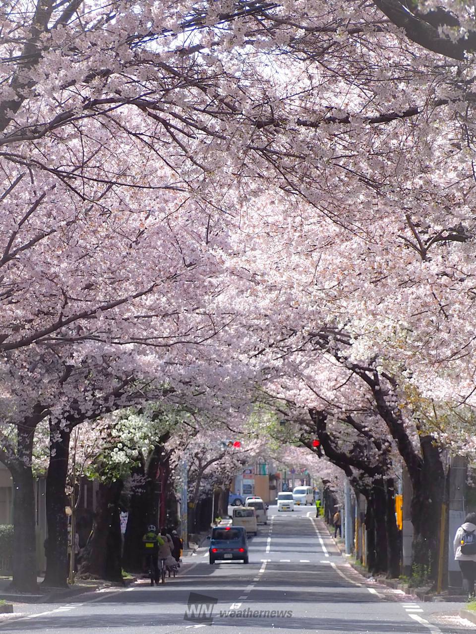 3月29日 土 ・30日 日第51回常盤平さくらまつり＠常盤平さくら通り