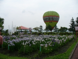 第43回浅舞公園あやめまつりえび☆ステ