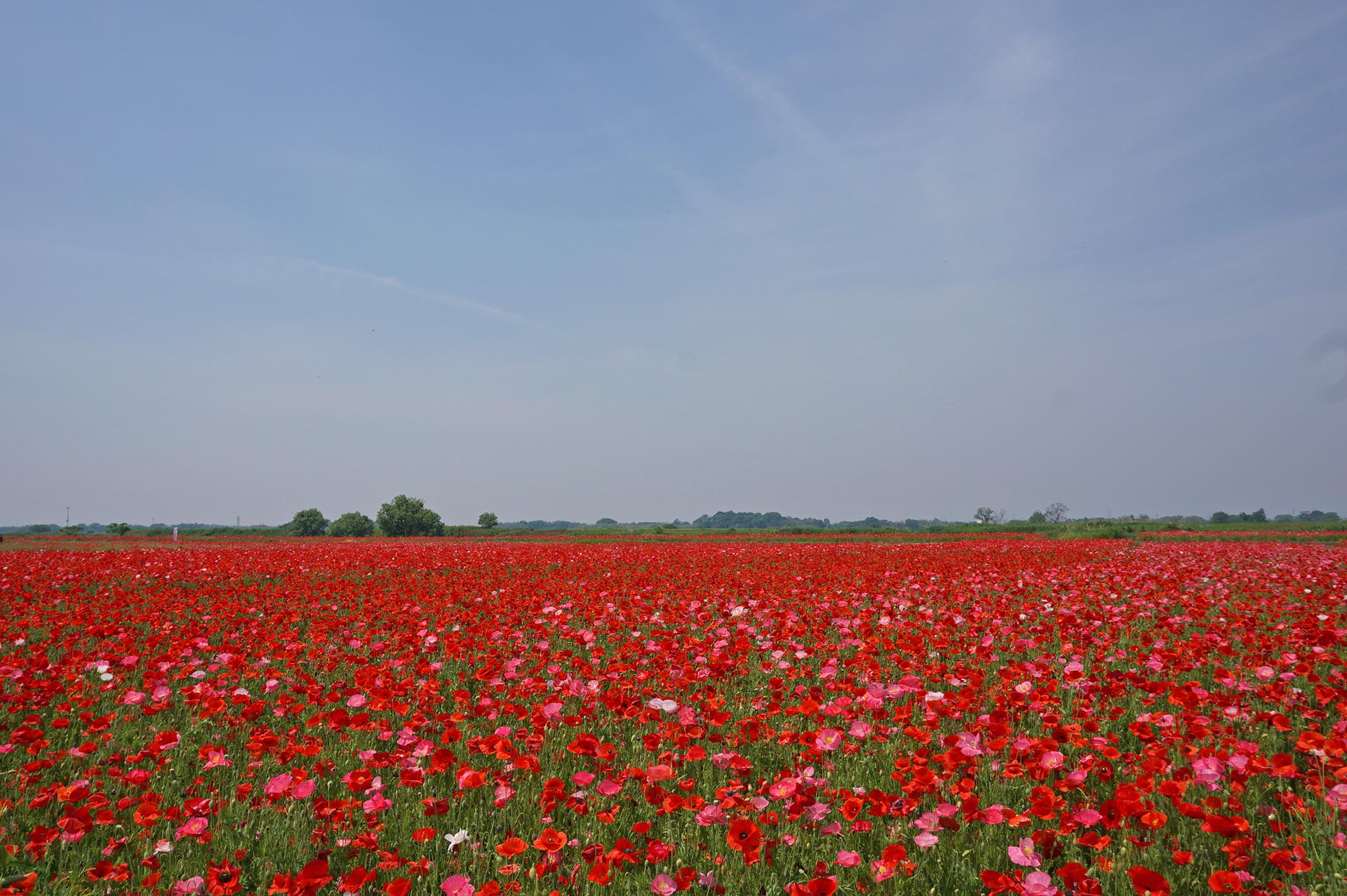 2024年5月17日 金 撮影 ポピー畑・麦なでしこ畑・バラ園の開花状況＜埼玉県鴻巣市＞鴻巣の花イベント情報 こうのす広場 鴻巣市