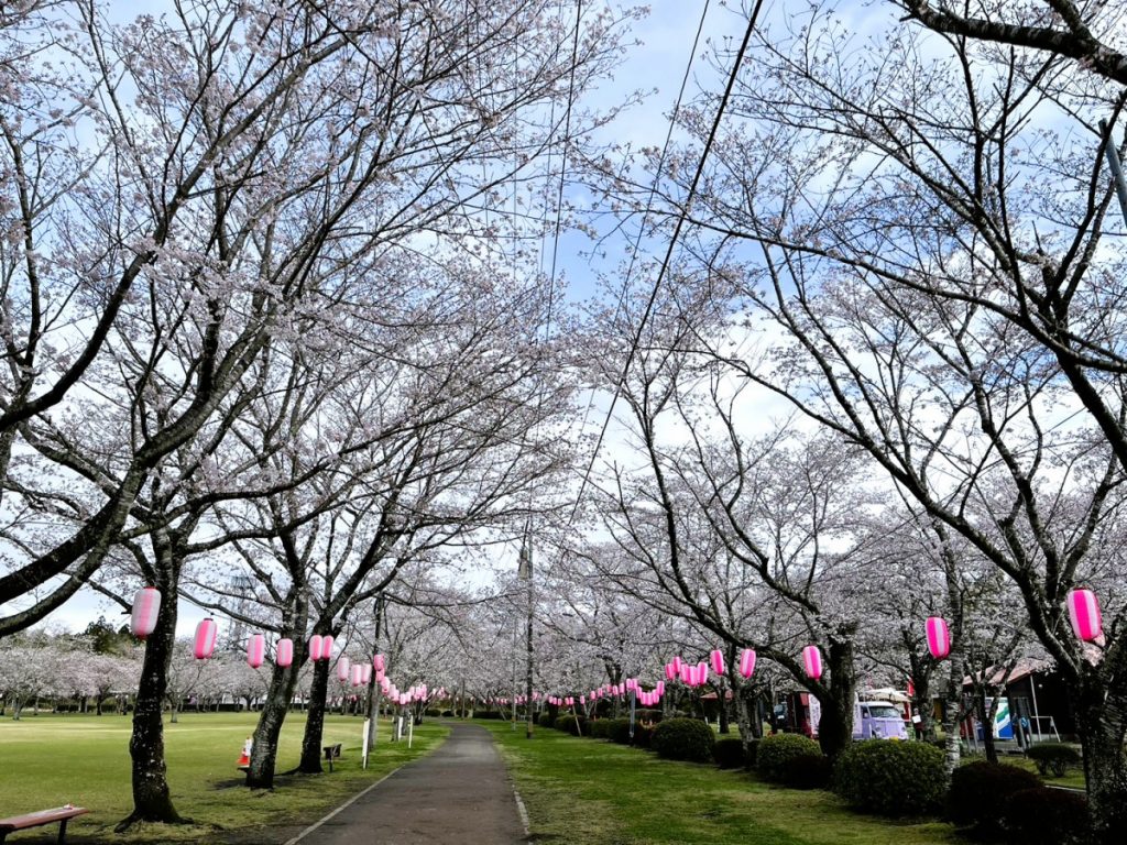 3 19 火 〆 忠元公園桜まつりウィーク 「マルシェ＆フリマ」 3 30・31 参加者募集伊佐市鹿児島県伊佐市