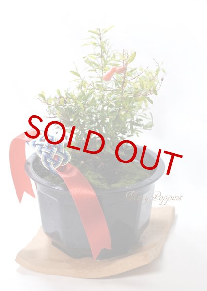 老舗和菓子店！姫小袖 20ケ 箱入 島根県松江市 有限会社 高見