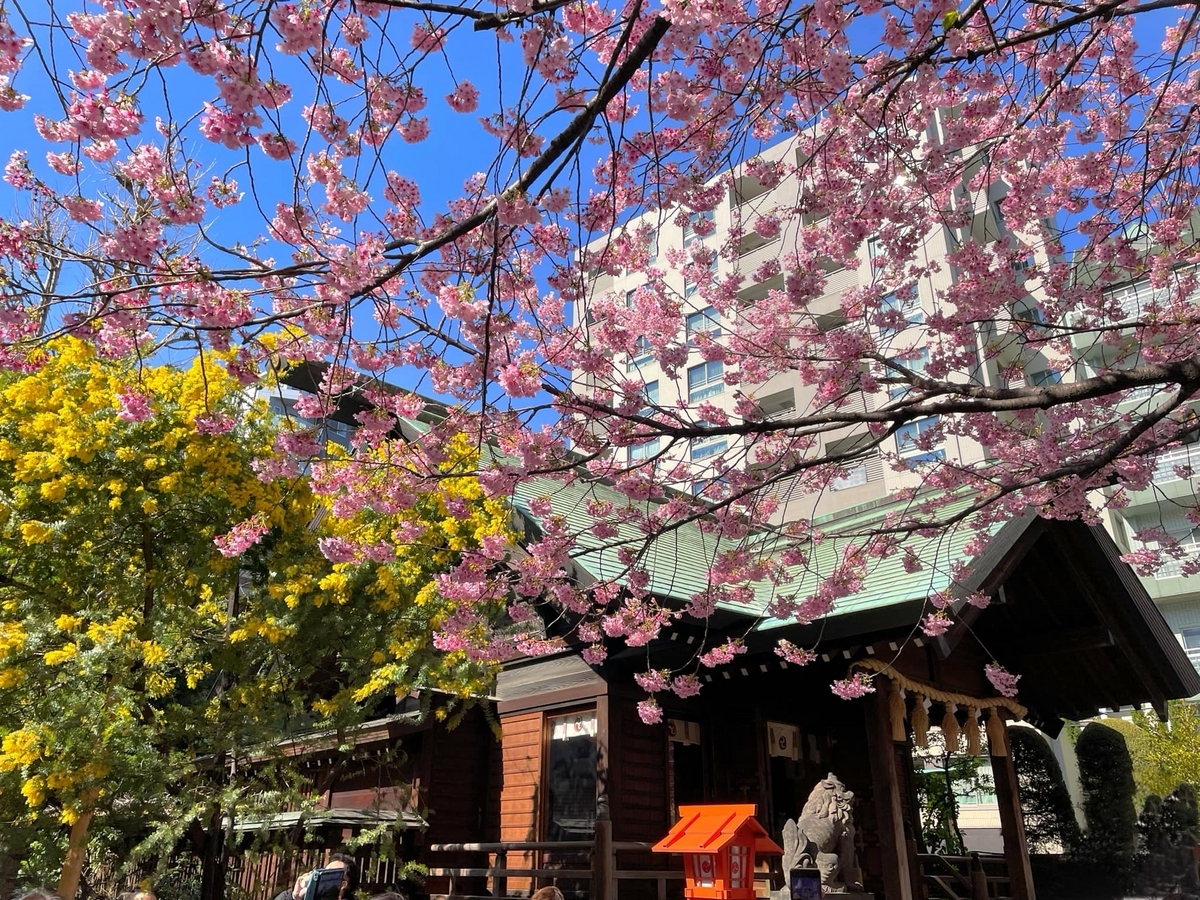 蔵前神社 の春はミモザと桜まつりかもめと街
