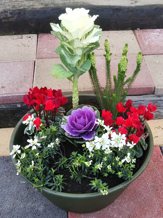 吉本花城園 予約品 12月上旬より順次発送 チェッカーベリーのクリスマス寄せ植え プレゼント ギフト コニファー サンタクロース 冬の寄せ植え 季節の 寄せ植え : FleurTown吉本花城園 - 通販 - Yahoo!ショッピング