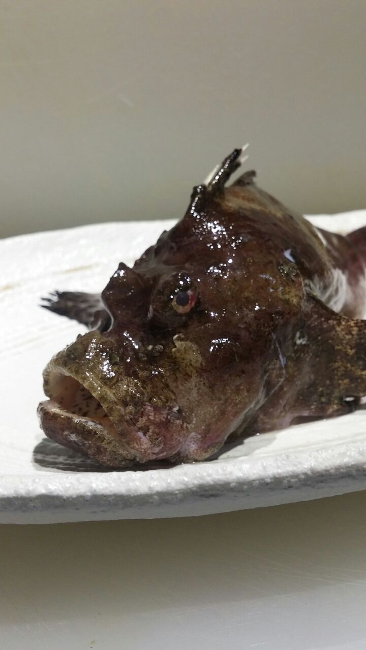 御神酒 おみき とは 供TOMO トモ日本産こだわりの食品・雑貨ギフト・プレゼント専門通販サイト – TOMO GenshinOfficial Store