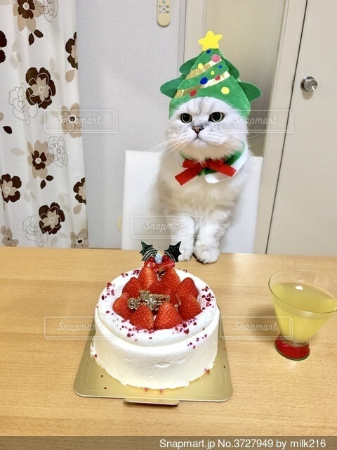 猫ちゃん用クリスマスケーキの予約が始まりましたnecosekai shop blog ネコセカイ