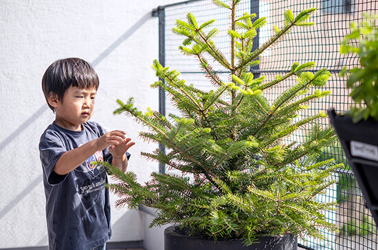 ベランダで育てる、小さなクリスマスツリー「ピセア」公式 e-花屋さん