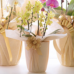 胡蝶蘭 大輪 コットンキャンディ 3本立 33輪以上 MIYABI最高級 大輪胡蝶蘭 祝い 就任祝い 誕生日 お祝い 花 ギフト プレゼント御中元 中元 開店祝い オープン 還暦 開院 開業 就任 栄転 昇進 退職 ギフト プレゼント 御中元 中元 夏の花