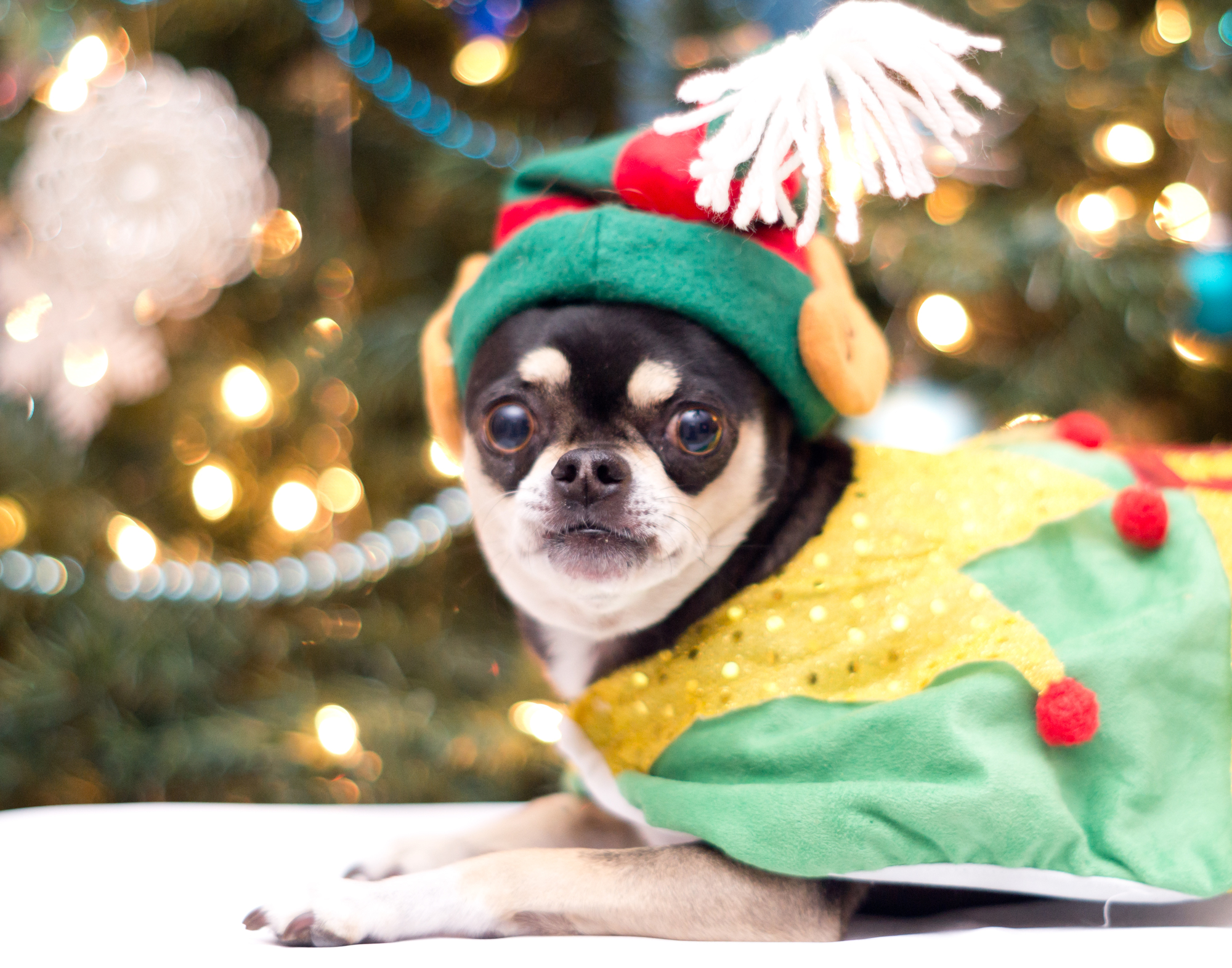 クリスマスに犬や猫を買って家族を喜ばせたい、これってダメ？ 一緒に考えてみよう「犬や猫と もっと幸せに」をコンセプトにしたWEBメディア「sippo」