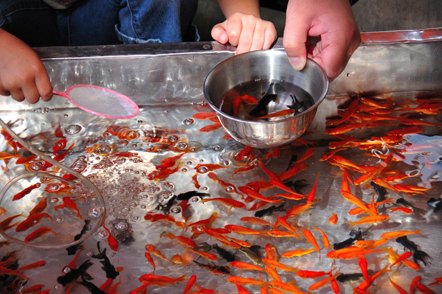 金魚すくいの屋台イラスト - No: 471580無料イラスト・フリー素材なら「イラストAC」