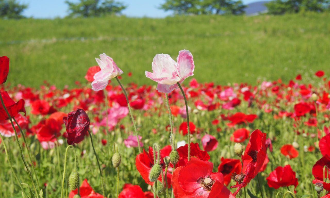 2021年5月20日 木 撮影 ポピーまつり会場 馬室 開花状況※最終便※鴻巣の花イベント情報 こうのす広場 鴻巣市