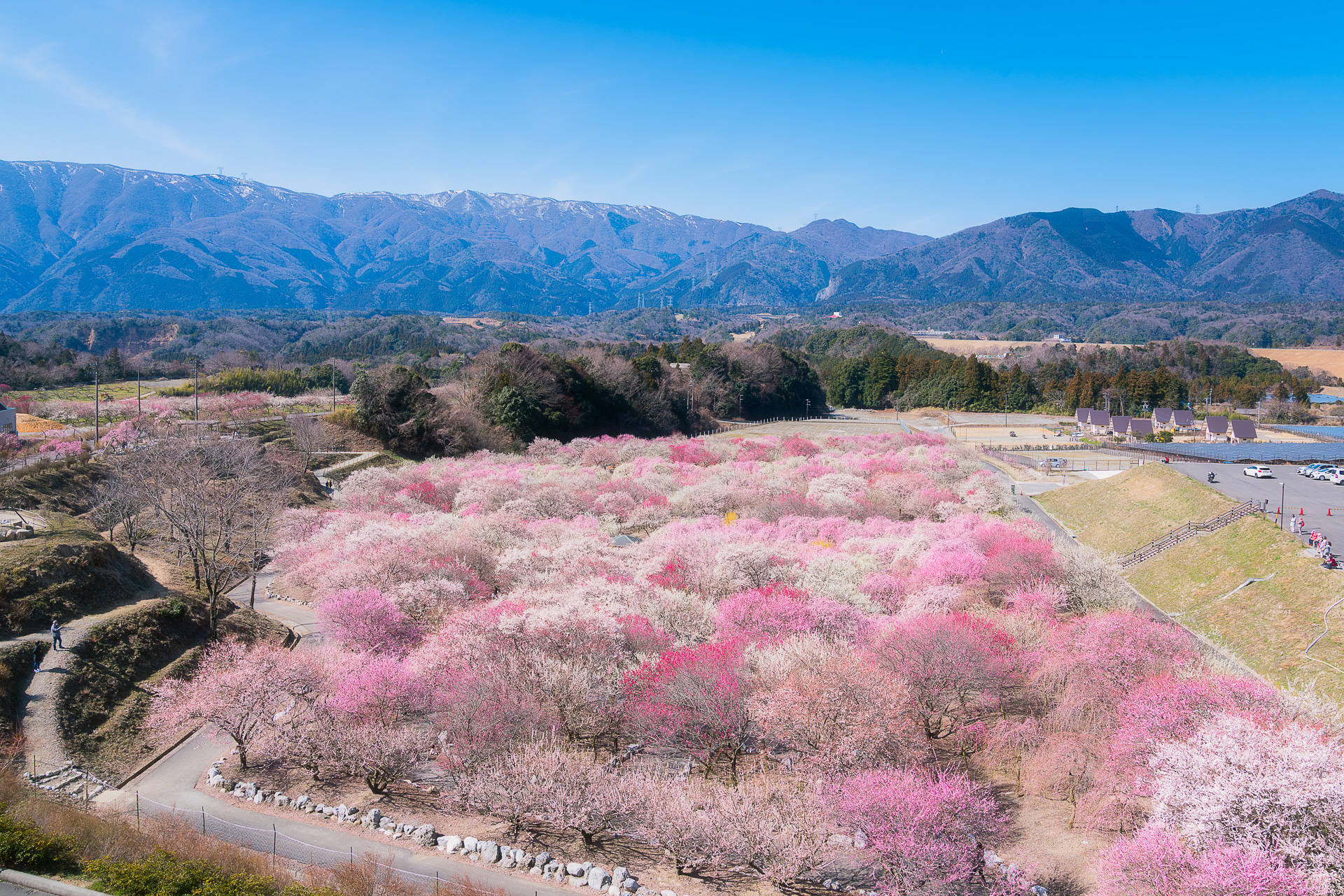設立10周年企画『2025いなべ市農業公園梅まつりInstagramフォトコンテスト』入賞作品が決定しました。いなべに行こに。-四季を感じる癒しのまち -いなべ市観光協会