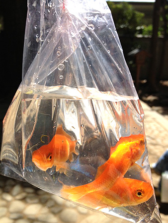 祭り 金魚すくい 縁日 お祭り 水 金魚 赤 出目金の写真素材104501468- PIXTA