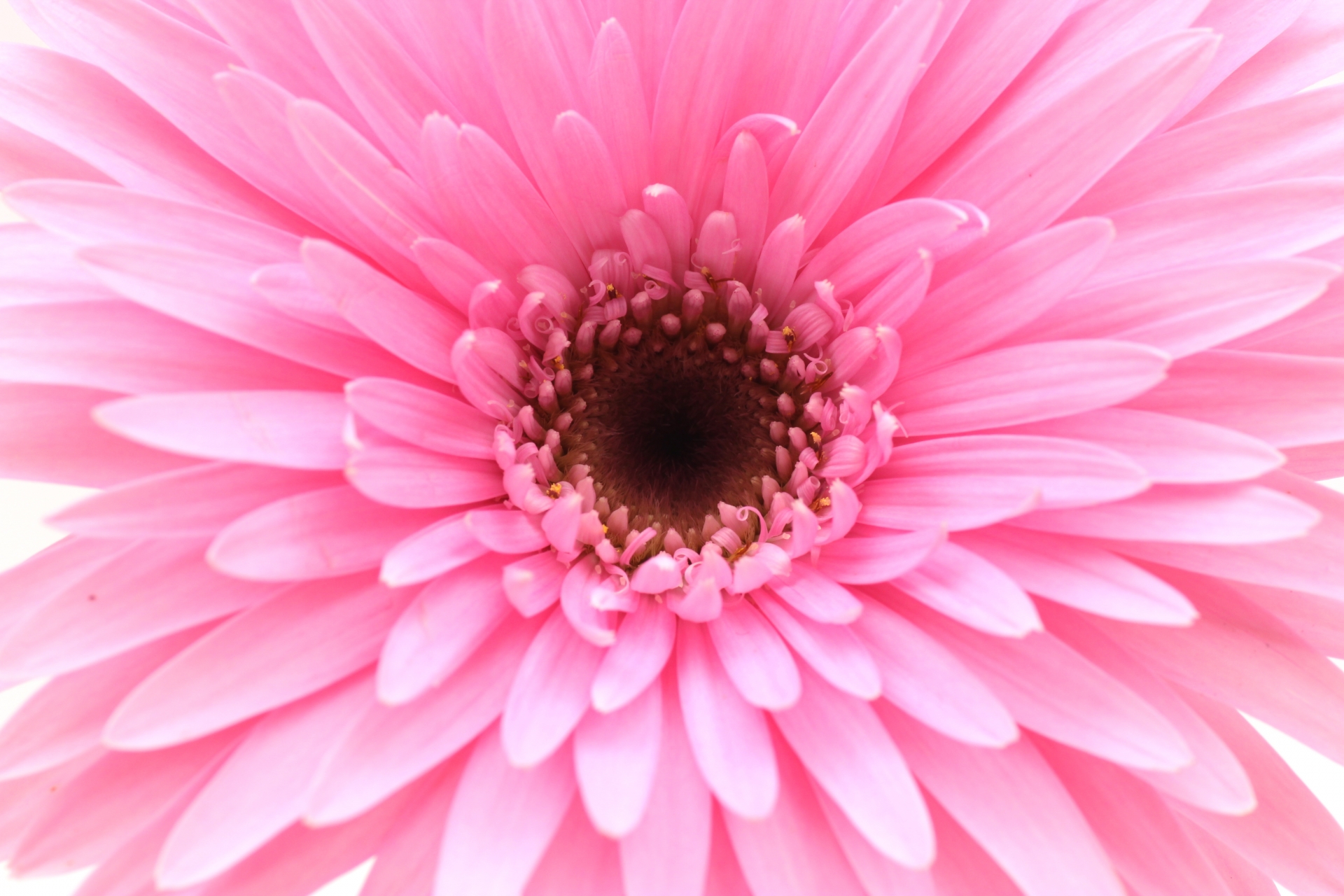 卒業式用💐 . 卒業生一人一人にお渡しするお花🌼 . こちらは ガーベラ ＋ スイートピー ＋ カスミ草 水入りキャップ付き ラッピングリボン付き⇒400円です✨ . 卒園式や小・中学校の卒業式用も まだまだご注文承っております🙌🌱 ※花材・ラッピングにより価格は変動