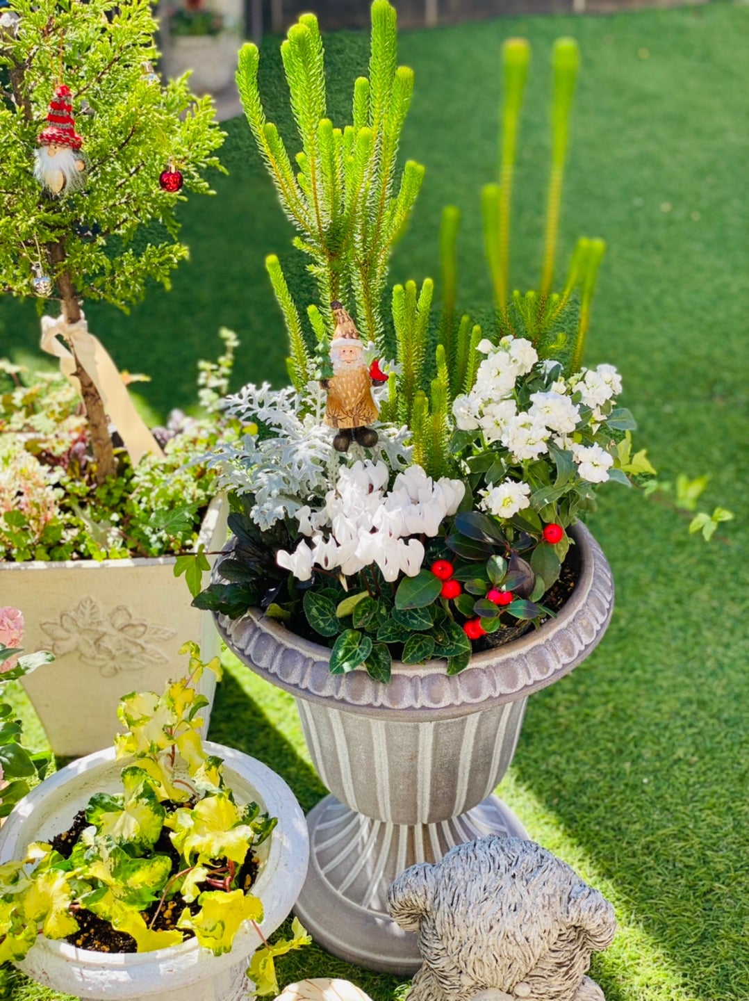 クリスマスローズ 寄せ植えクリスマスローズ