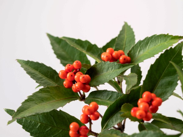 冬を彩る赤い実。お正月に欠かせない縁起木「千両 センリョウ」剪定屋空