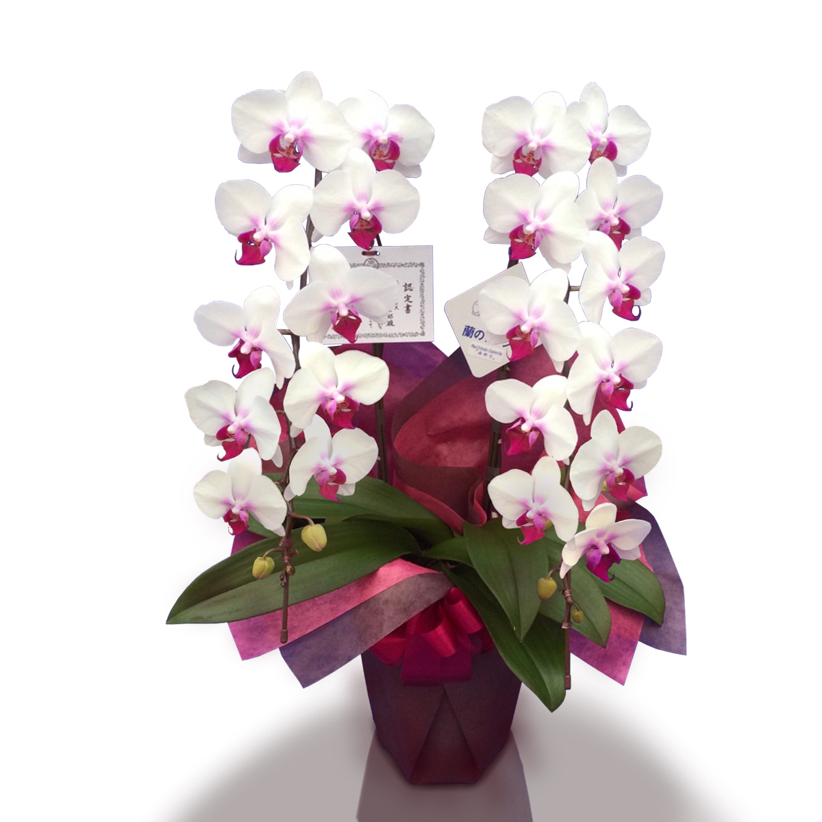 就任祝い・昇進祝いのお返しをする時期とは？おすすめの商品や相場も紹介 開業・開店・移転祝いにWebカタログギフト「オフィスギフト」