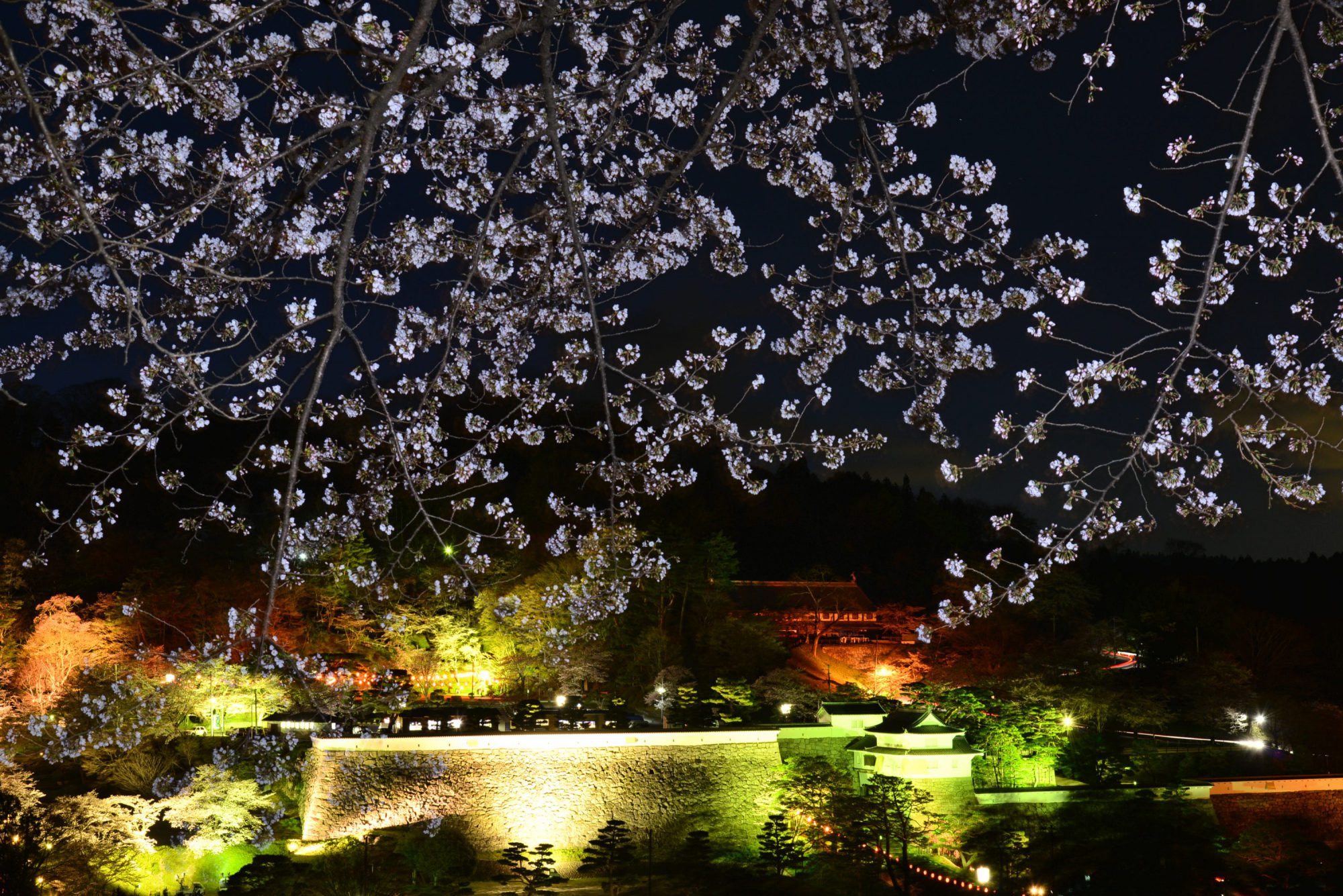 1. 福島県立霞ヶ城公園花さんぽ二本松市観光連盟