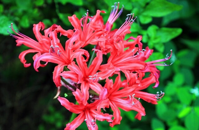 楽天市場 10月の誕生花☆オータムアレンジ5,000円 送料無料ガーベラ 花言葉カード付き 写真付きメッセージ選択可あす楽対応tokaipoint11_16: いいＨａｎａ倶楽部