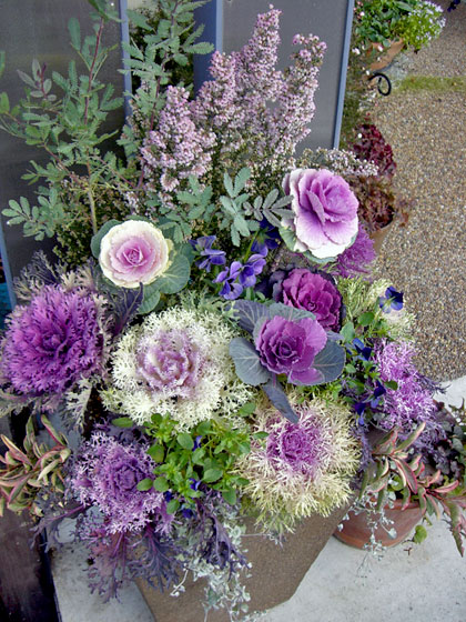 予約 専門店のお正月寄せ植え ワンランク上 送料無料 北海道・沖縄・東北発送不可 寄植え 冬の寄せ植え ギフト 花苗 1月 鉢植え アレンジ 華やかエレガント 豪華 お歳暮 お正月 南天の寄せ植え 12号鉢植え お正月 千両 万両 ナンテン 赤南天 葉牡丹 縁起物 冬の季節