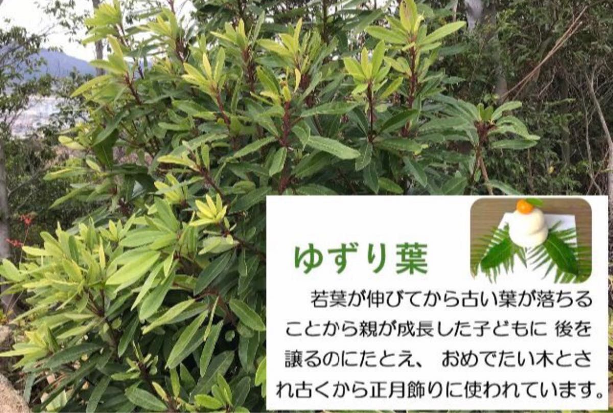 正月飾り用 ゆずりはの葉会京都のその他の中古あげます・譲りますジモティーで不用品の処分