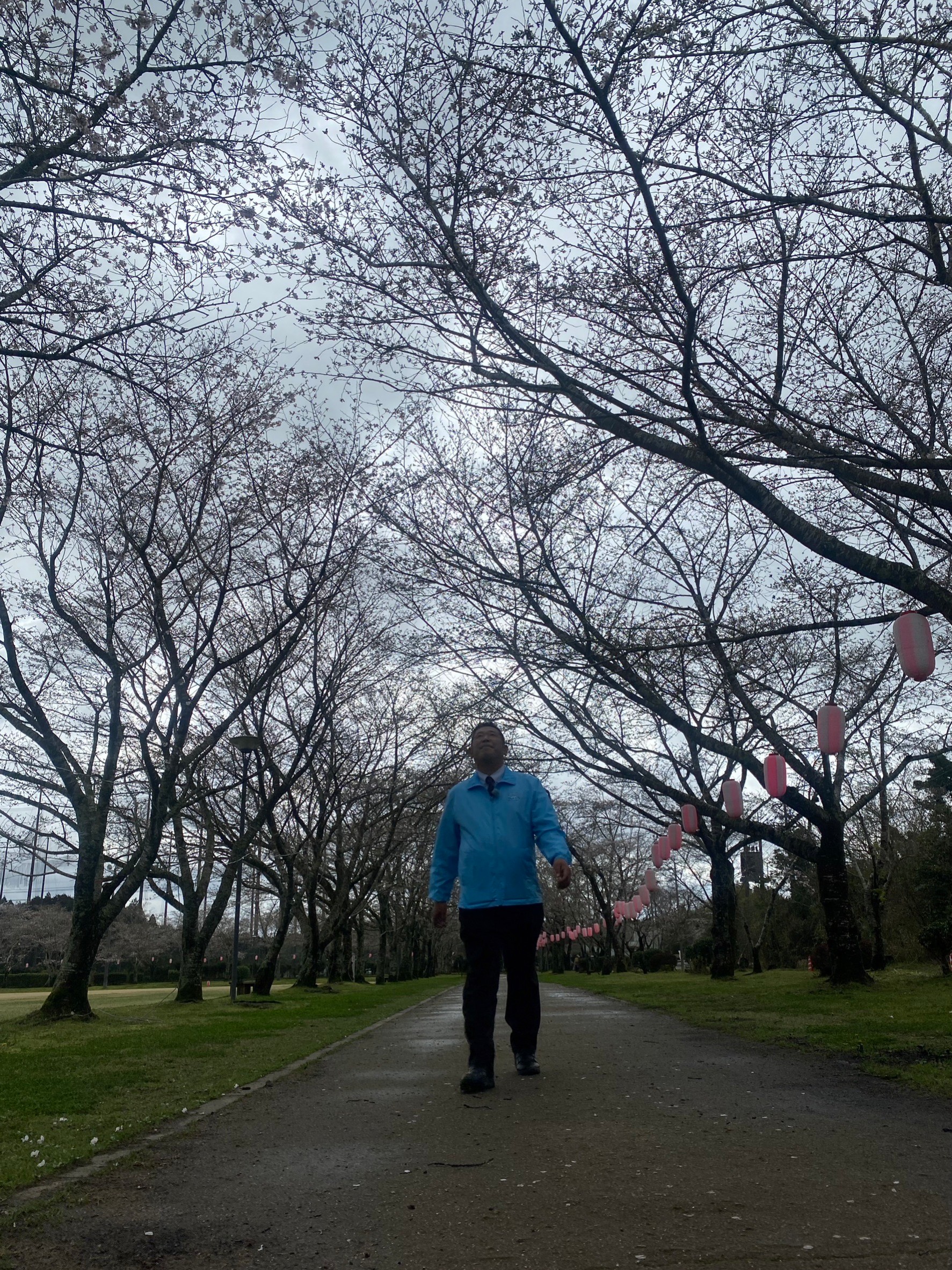 ４ ５ 水 更新 忠元公園の桜 開花状況＠桜シーズン終了伊佐市鹿児島県伊佐市