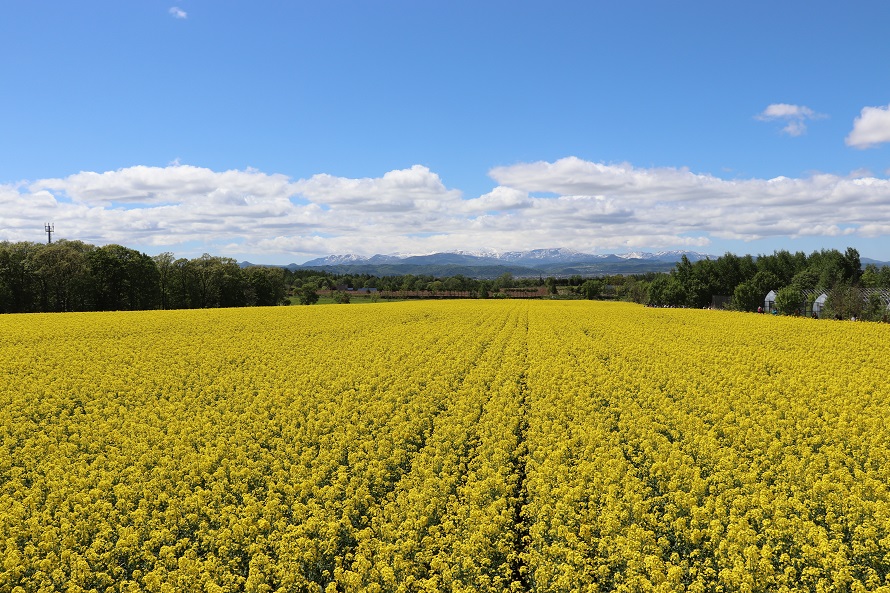 たきかわ菜の花まつり