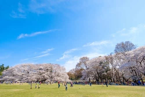 砧公園の桜 世田谷区- お花見2025 - ウォーカープラス