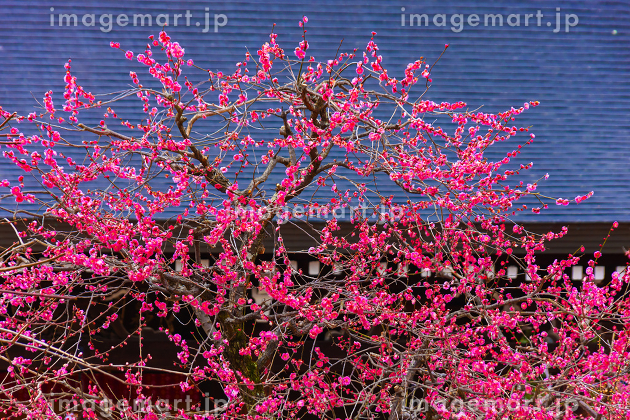 正月の風景」の風景壁紙・写真rocky526
