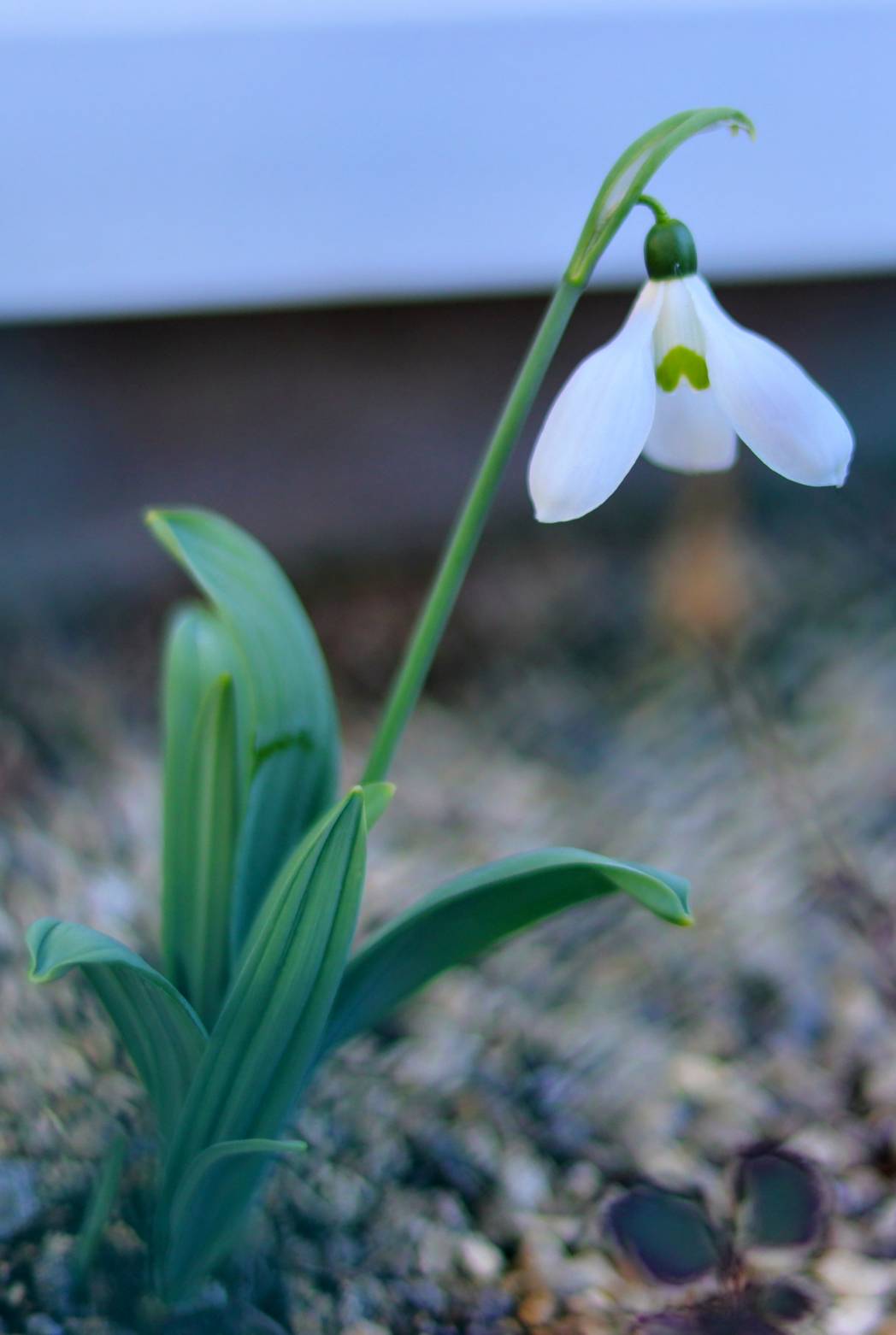 スノーフレークの花言葉 誕生花、英語、季節花言葉-由来