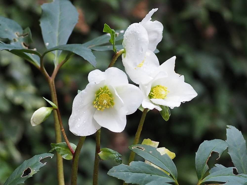 クリスマスの主役はどう育てる？聖夜を彩るポインセチアの美しい育て方グリーンワークス 大垣市の造園会社