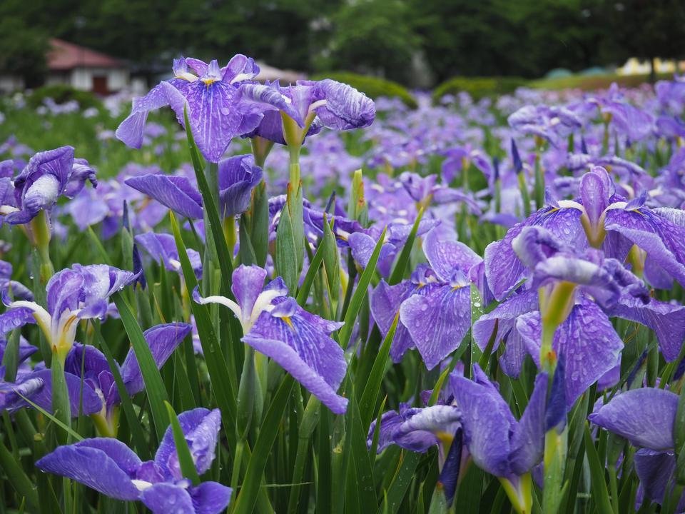 横手市 浅舞公園あやめまつり▷60万本のアヤメが公園を彩る日刊webあきたタウン情報