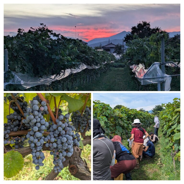 秋の大収穫祭2025.11.21ブエンカミーノ