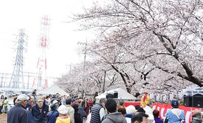 2024 第25回まつだ桜まつり開催中！満開で見頃を迎える夜景FANマガジン