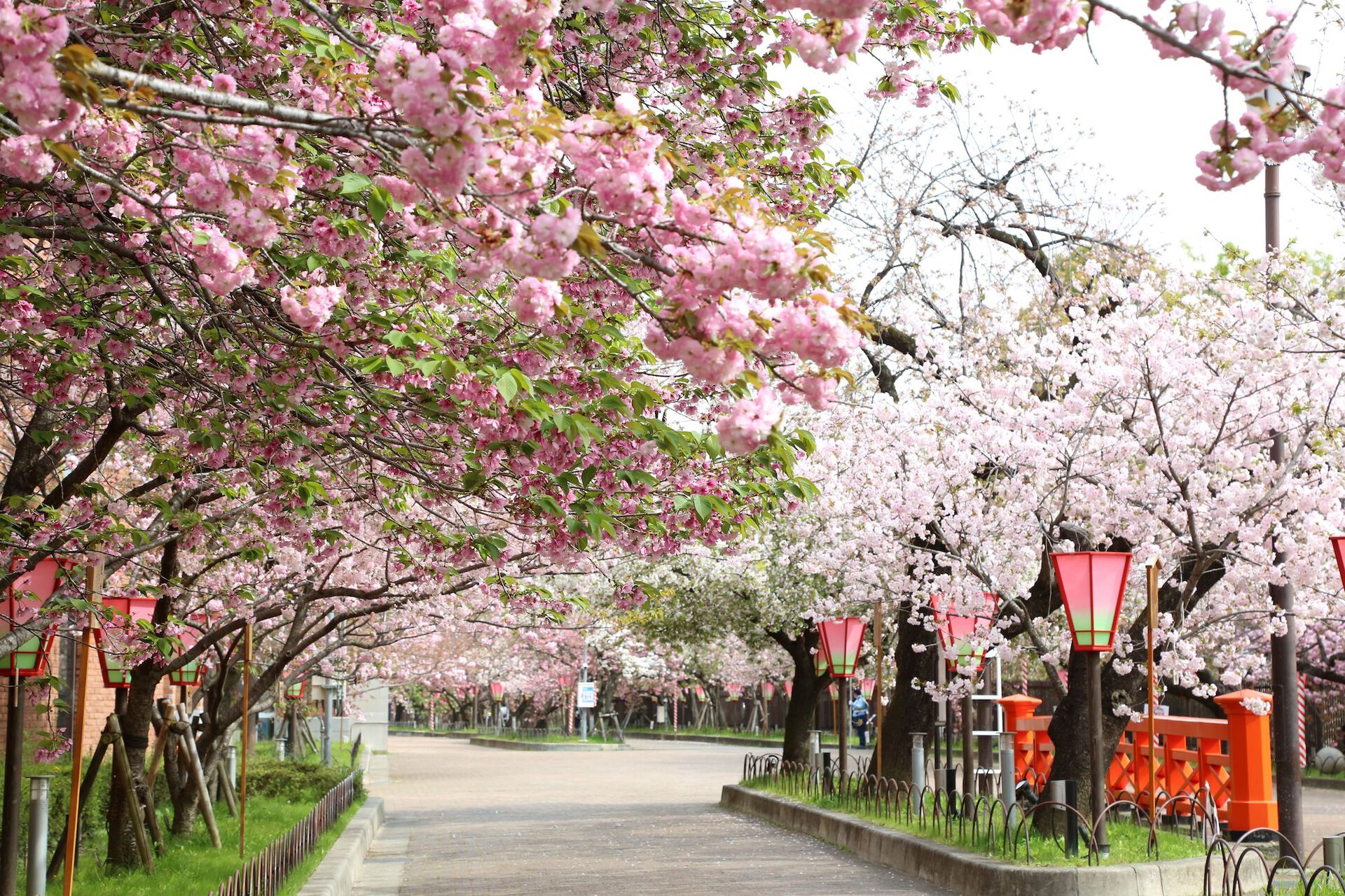 大阪城春まつり2025お花見の季節、大阪城公園内では様々な屋台も営業しています。大阪城ホールに近い辺り、南外堀のバス駐車場の辺り、屋台のメニューはお祭り気分が味わえますよね ^-^ 。他にもキッチンカーが多数、森ノ宮、城南、西の丸庭園内で、飲食をご提供してお