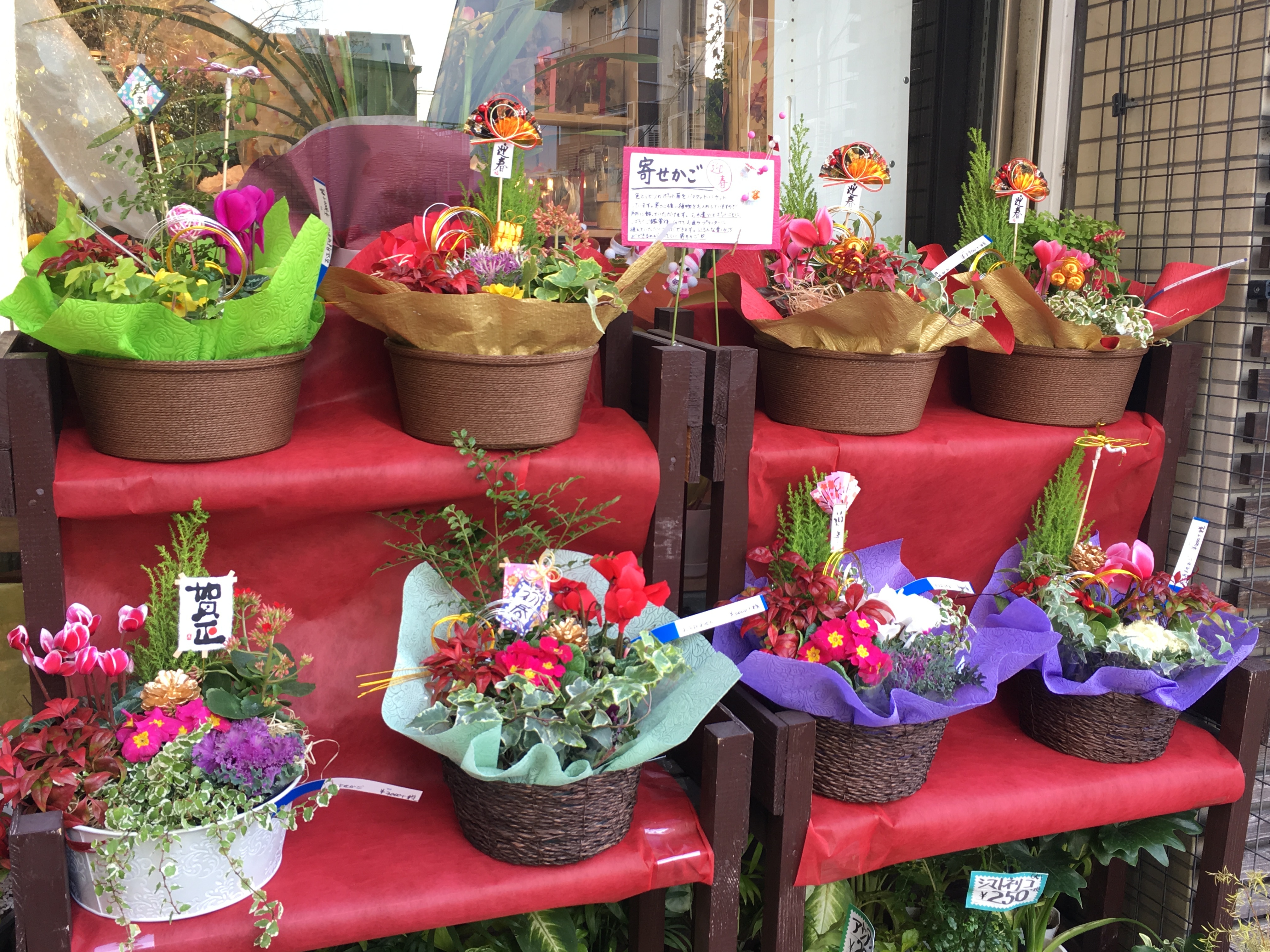 華やかに新年を お正月の寄せ植え特集：TOWN TOWN タウンタウン